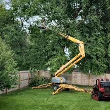 How Our Tree Care Process Works  in  Kings Mountain, NC